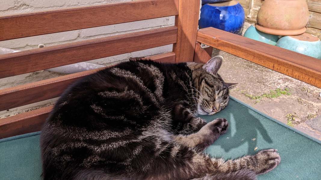 Are these mackerel tabby markings?