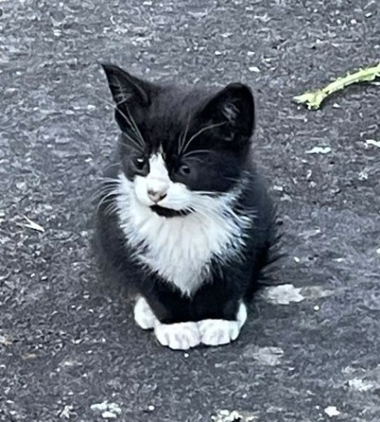 Thread 53 Sunak: Superminority!