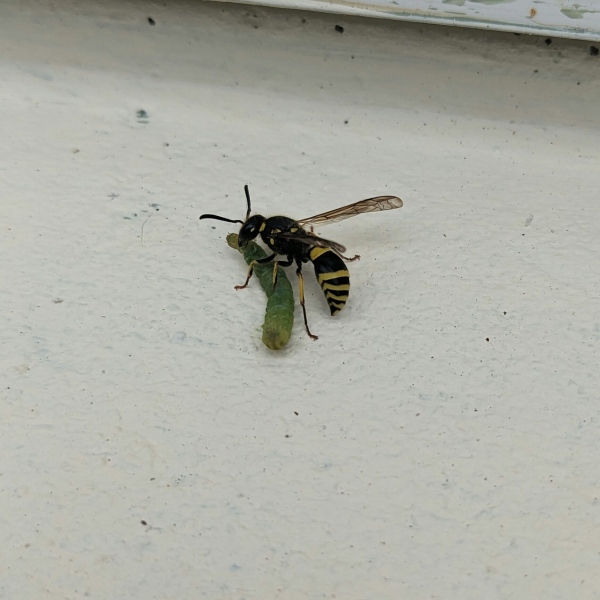 No wasps this summer?