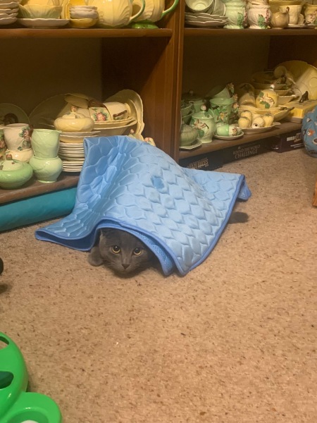 The One where TC moved to Scotland and joined the Excellent Cats