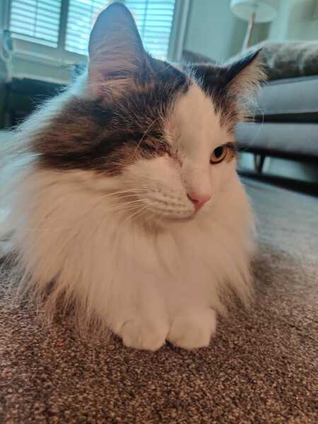 Thread 2. Starmer, return of the Labour government