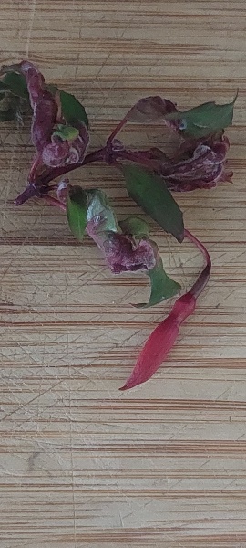 Fuchsia