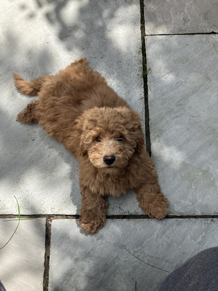 Puppy walking woes