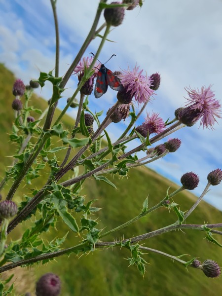 No wasps this summer?