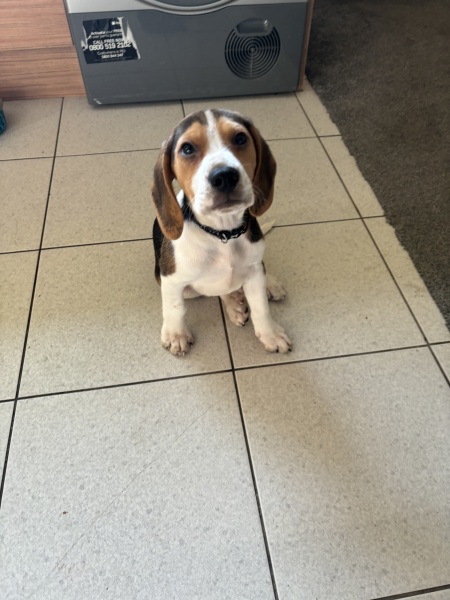 Puppy Survival Thread for New and Old Pups - Spring is around the corner!