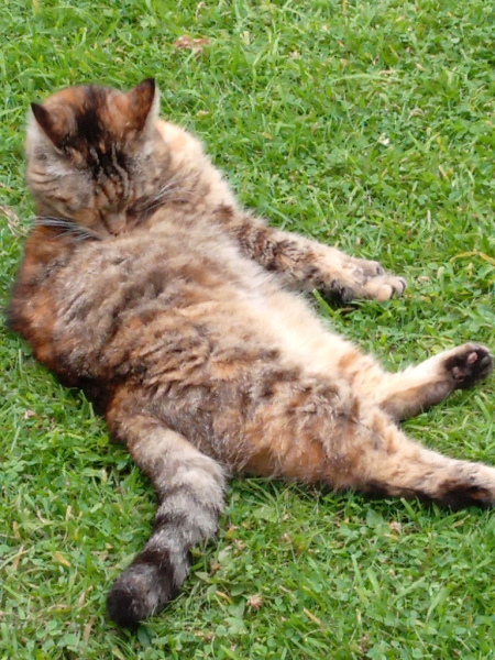 Passports, buckets and spades - the Excellent Cats go on their holidays