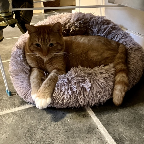 My cat ‘hiding’…. Anyone else have this??