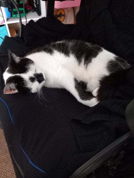 New (first) cat - what sort of bed?
