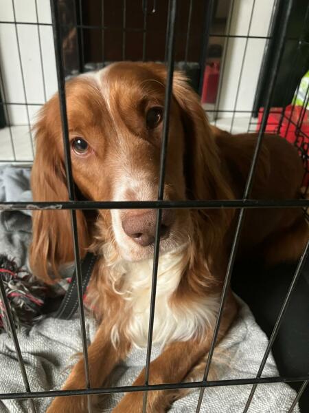 Working Cocker Spaniel?