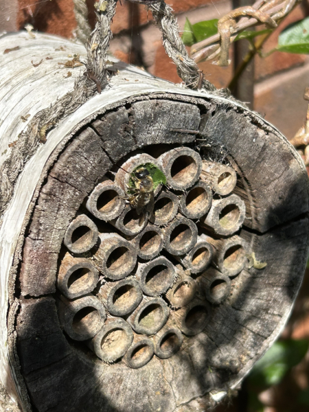 To wonder where the bees are