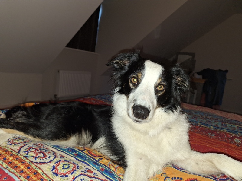 Another wil a border collie suit us question