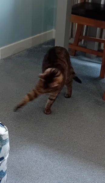 The One where TC moved to Scotland and joined the Excellent Cats