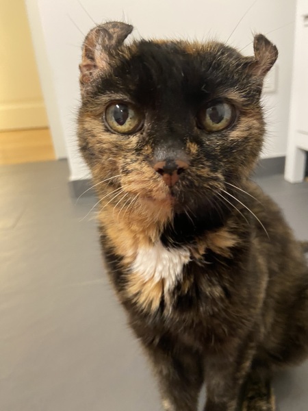Cat photos