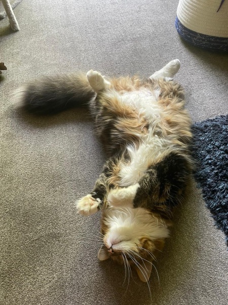 Weird experience getting rescue cats