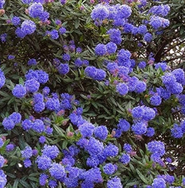 Need quick growing plants for (nearly!) instant impact