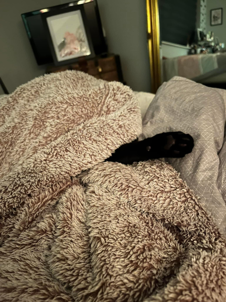Anyone else's cat sleep UNDER the duvet?!