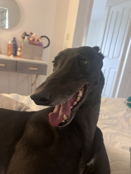 Share Your Dog Stories and Photos! 🐾 Chance to Win £100!