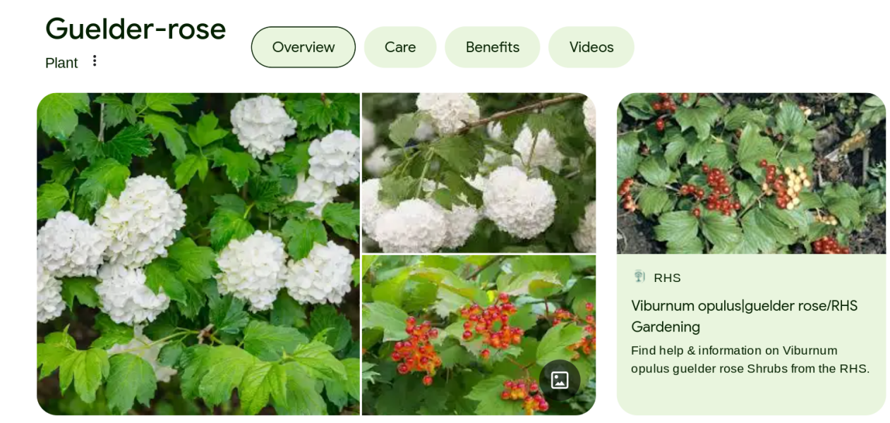 Need quick growing plants for (nearly!) instant impact