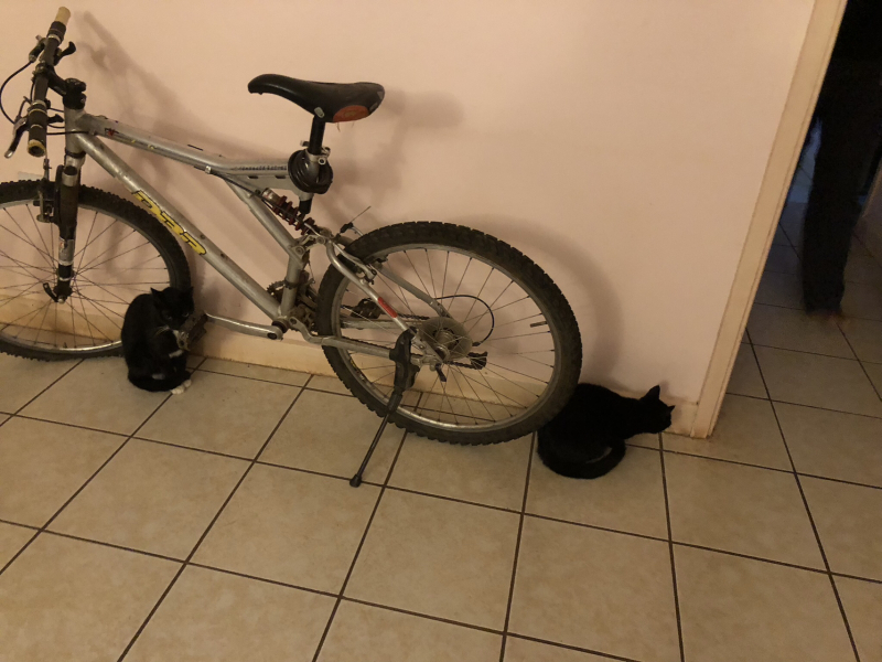 My cat ‘hiding’…. Anyone else have this??