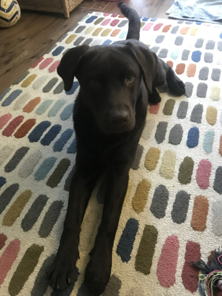 First ever dog