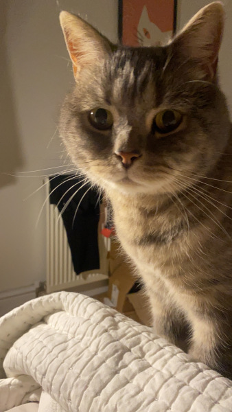 Are these mackerel tabby markings?