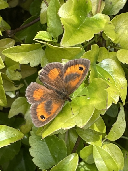 Is this a skipper?