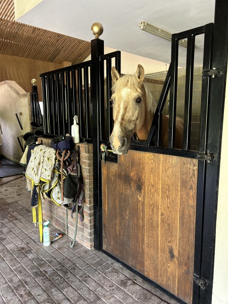14.2hh plod for perimenopausal women!