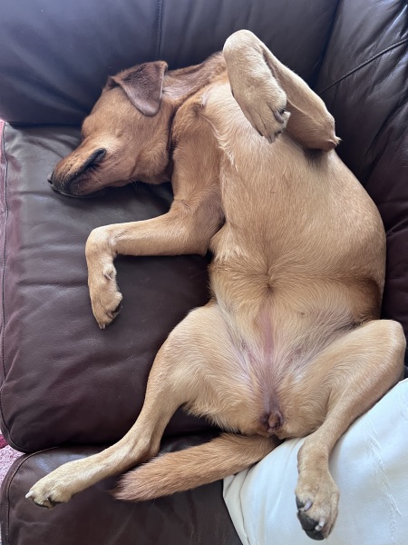 First ever dog