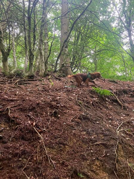 Puppy Survival Thread for New and Old Pups - Spring is around the corner!