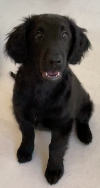 Puppy Survival Thread for New and Old Pups - Spring is around the corner!