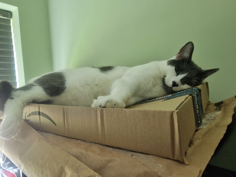 New (first) cat - what sort of bed?