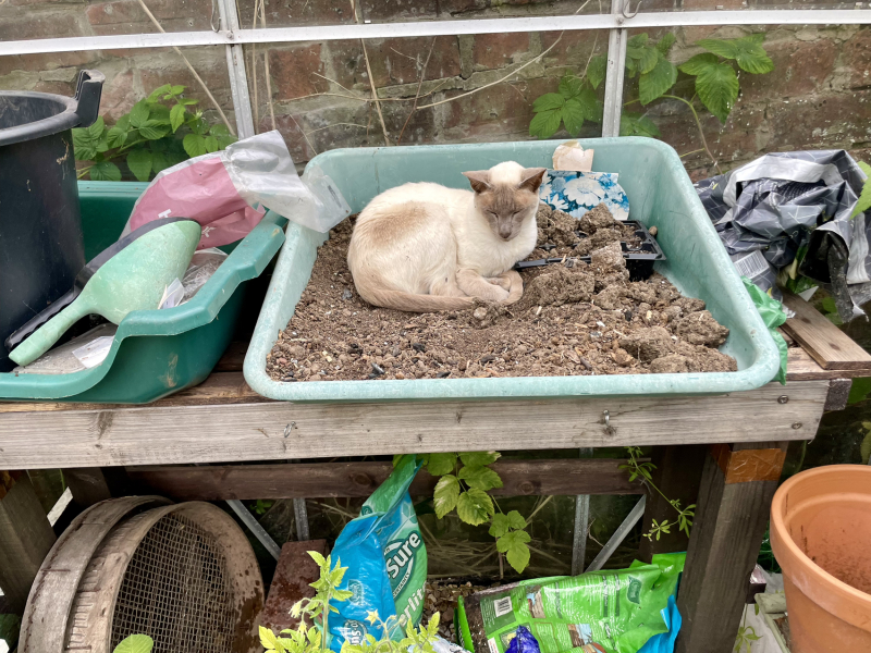 The One where TC moved to Scotland and joined the Excellent Cats