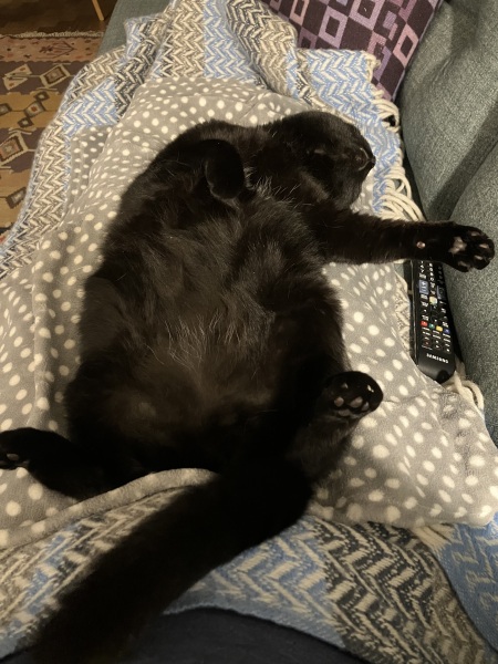 Best cat toys for older cat?