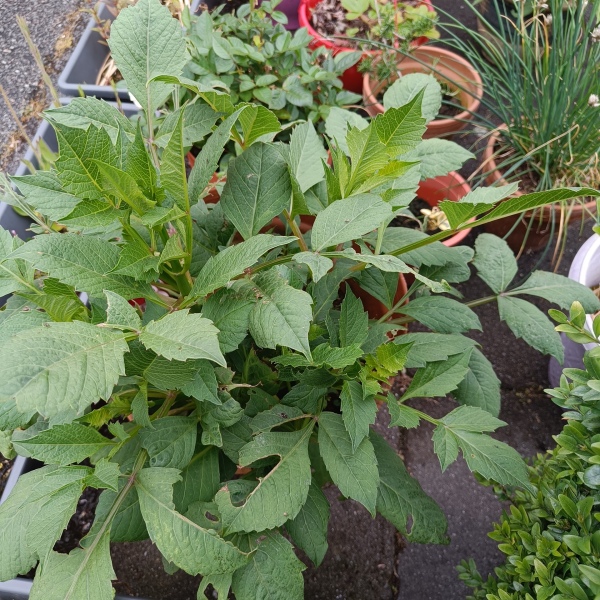 What happened to my dahlias?