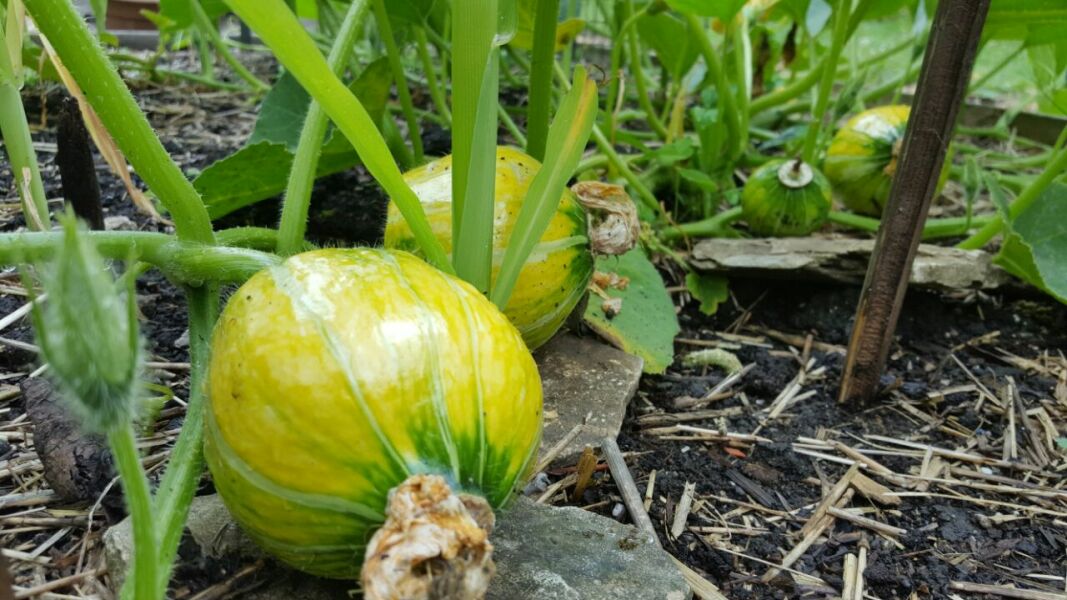 The Vegetable Patch 2024/2025