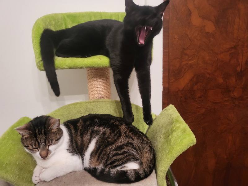 Cat photos