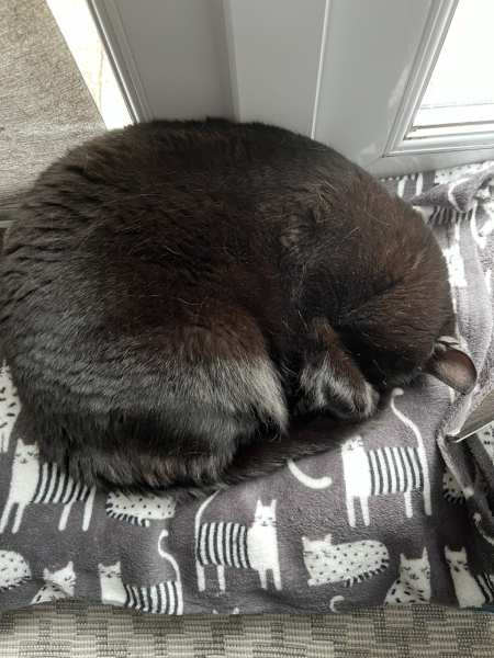 Oh help me, I looked at the "cats needing homes" page!