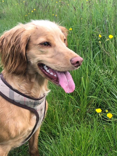Working Cocker Spaniel?
