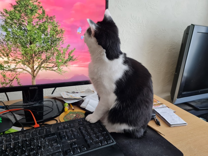 The One where TC moved to Scotland and joined the Excellent Cats