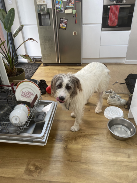 Noisy dog at mealtimes
