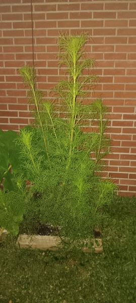 Cosmos not blooming???