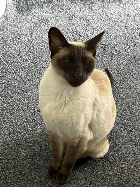 Cat photos