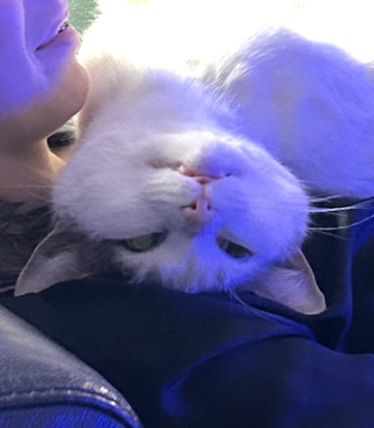 Thread 3 Starmer:  Digging has started, bigger shovel required