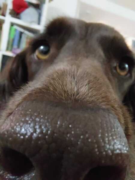 Working Cocker Spaniel?