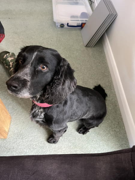 Working Cocker Spaniel?