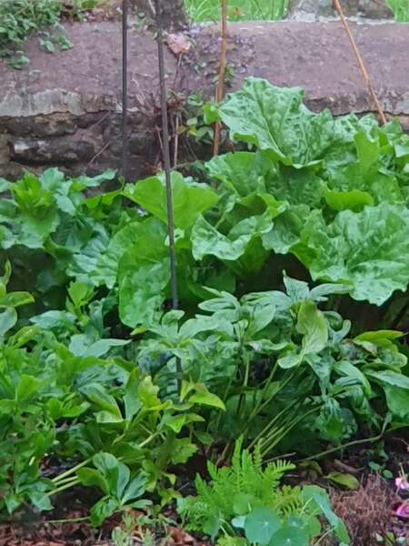 What have you done in the garden today? Part 5