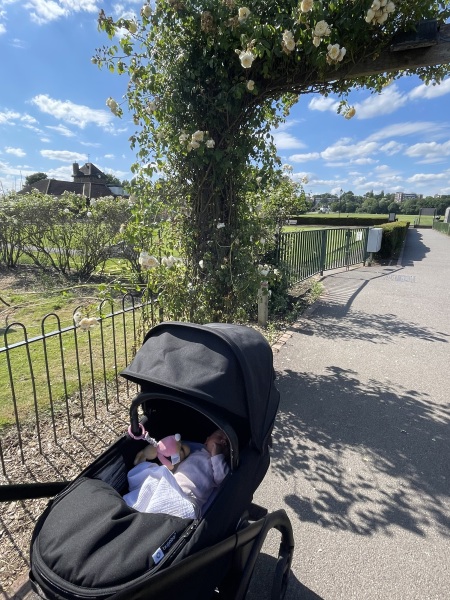 Bugaboo Dragonfly or Nuna Triv Next?