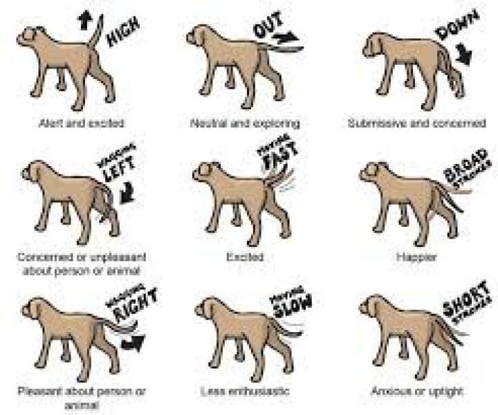 Urgent advice needed on dog growling