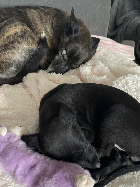 Puppy Survival Thread for New and Old Pups - Spring is around the corner!