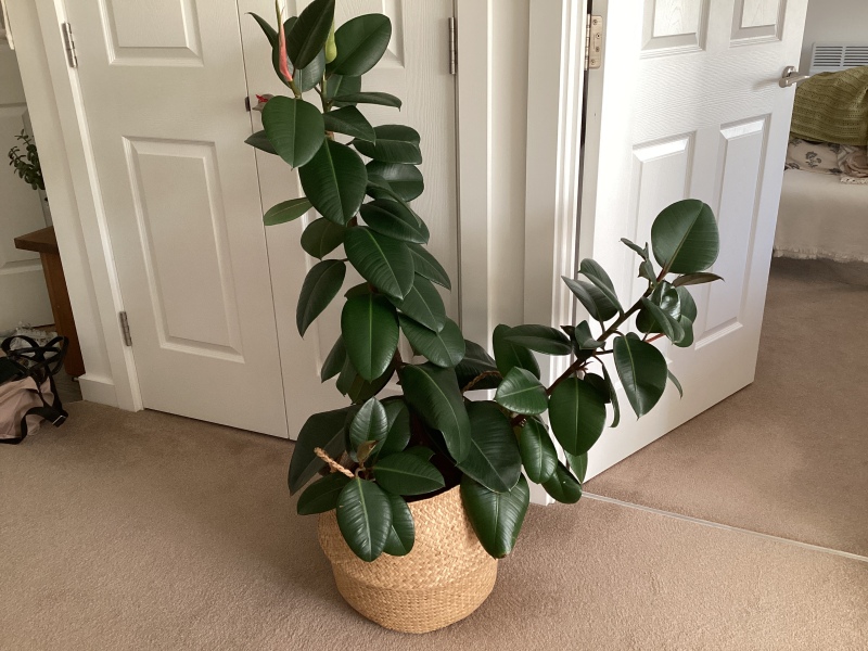 Can anyone tell me how to prop up/straighten up my wonky rubber plant?